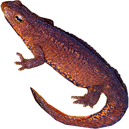 Hong Kong Newt